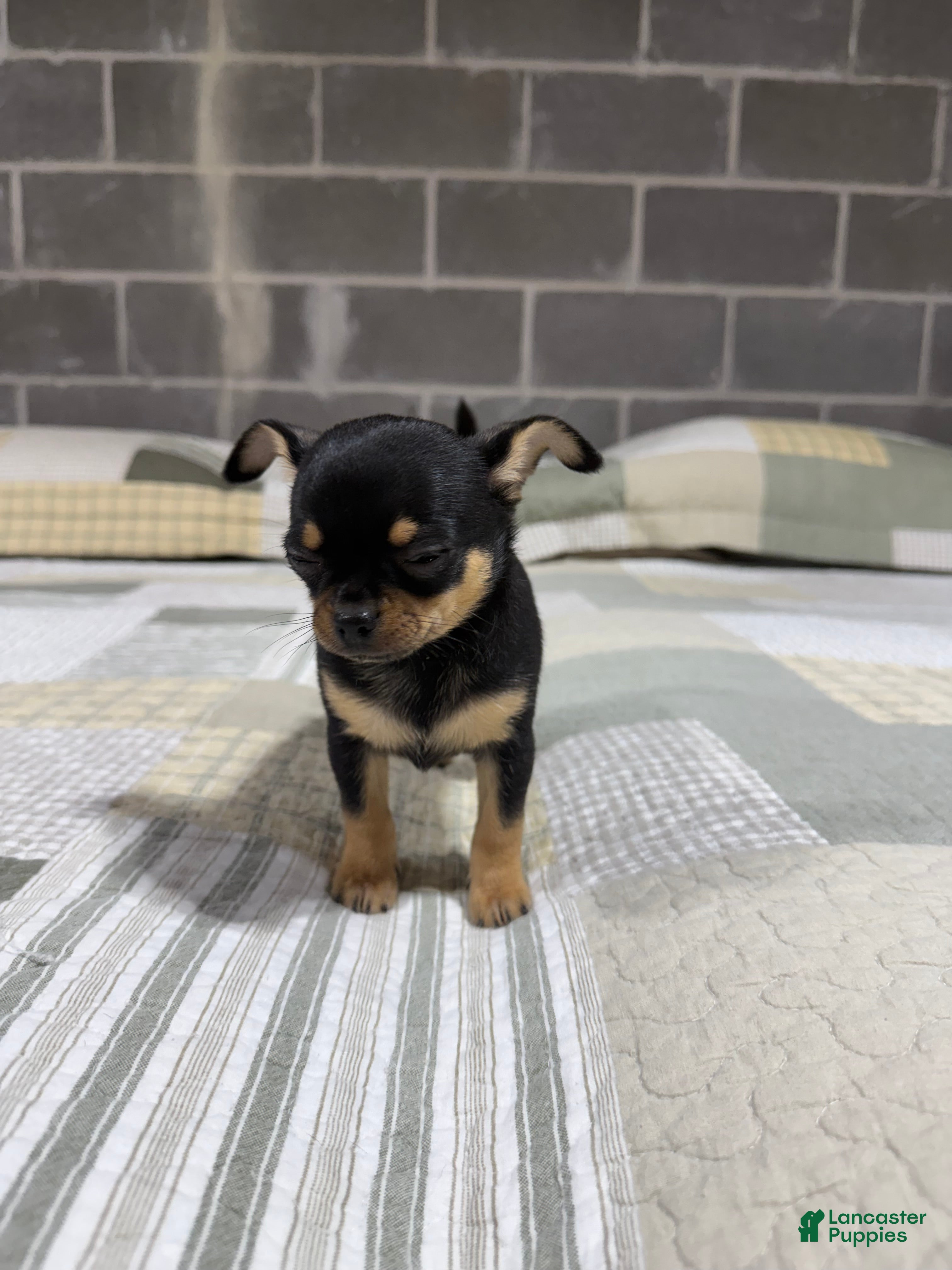 Chihuahua dogs Peanut - Ad 2