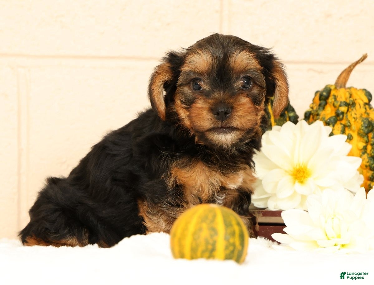 Yorkshire Terrier dogs Autumn - Ad 2
