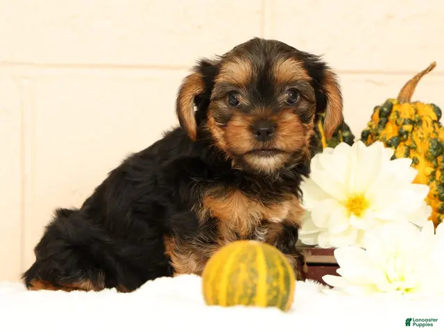 Yorkshire Terrier dogs for sale: Autumn - Ad 2