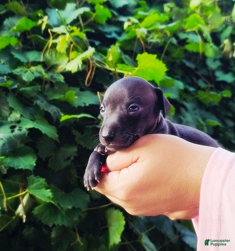 Italian Greyhound dogs Dahlia - Ad 1