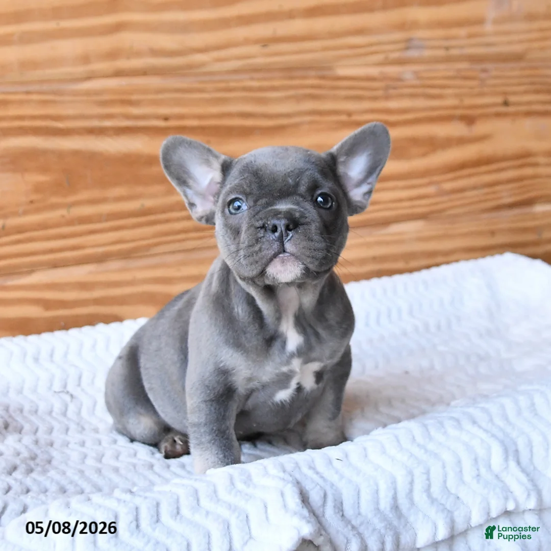 French Bulldog dogs for sale: Honey - Ad 2