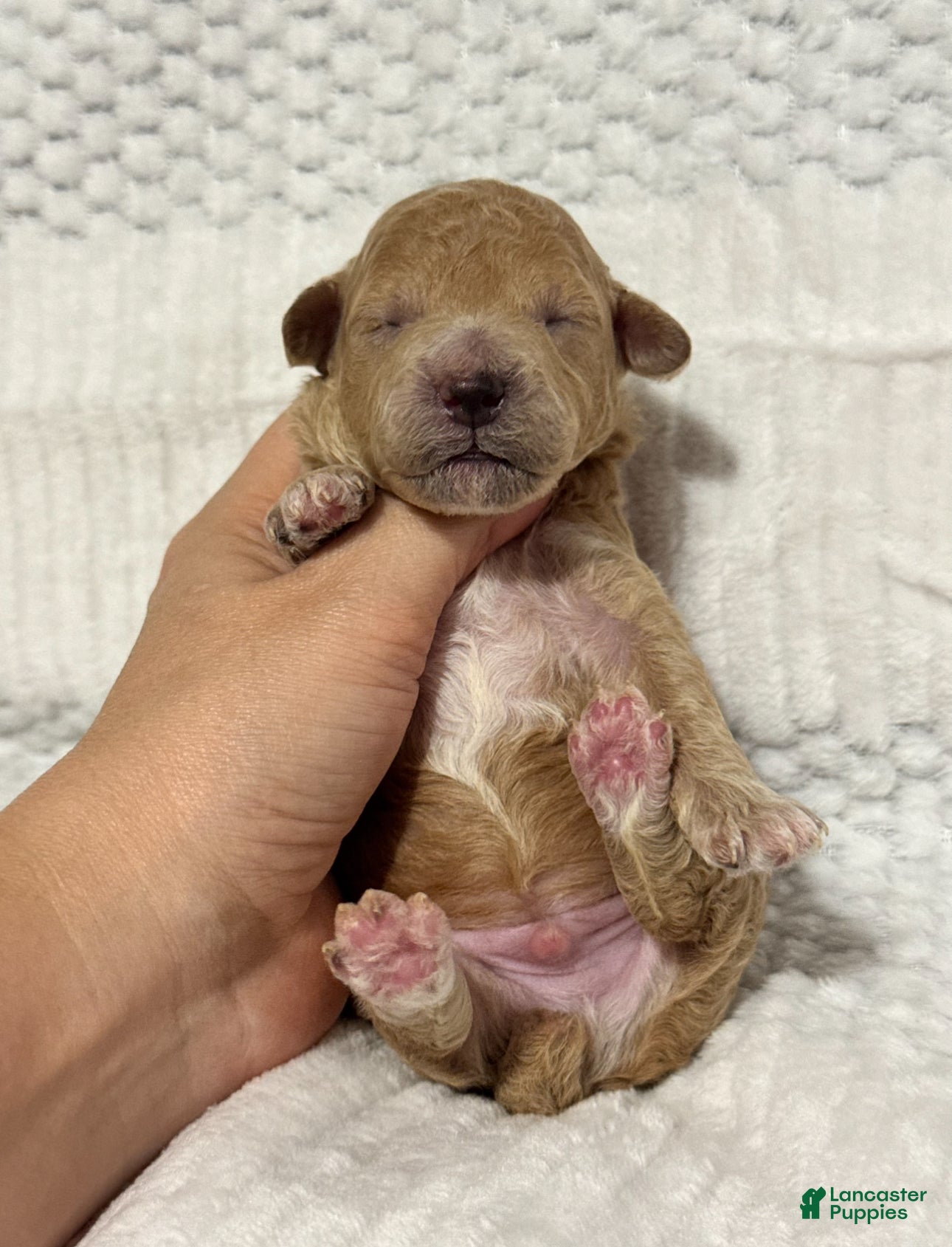Toy Poodle dogs for sale: Christmas Frosty - Ad 1