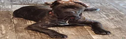 Cane Corso dogs for sale: Cane Corso 2 - Ad 3