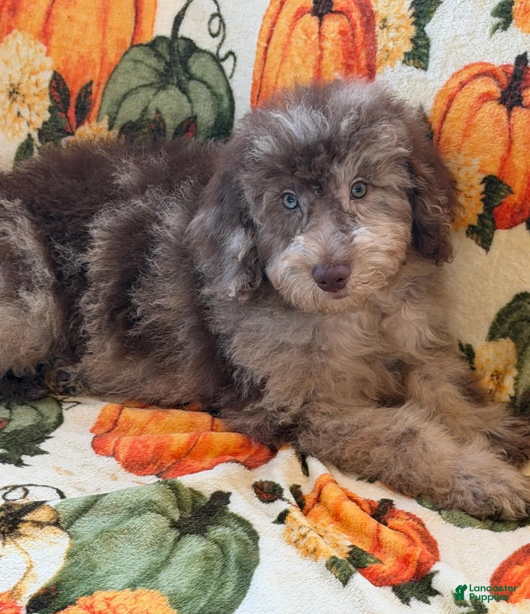Miniature Labradoodle dogs for sale: Sally - Ad 5