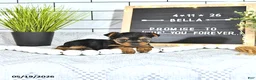 Yorkshire Terrier dogs for sale: Bella   - Ad 2