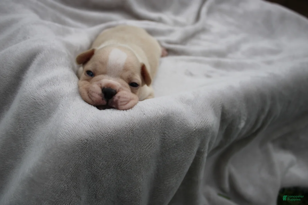 Frenchton dogs for sale: Archie - Ad 1