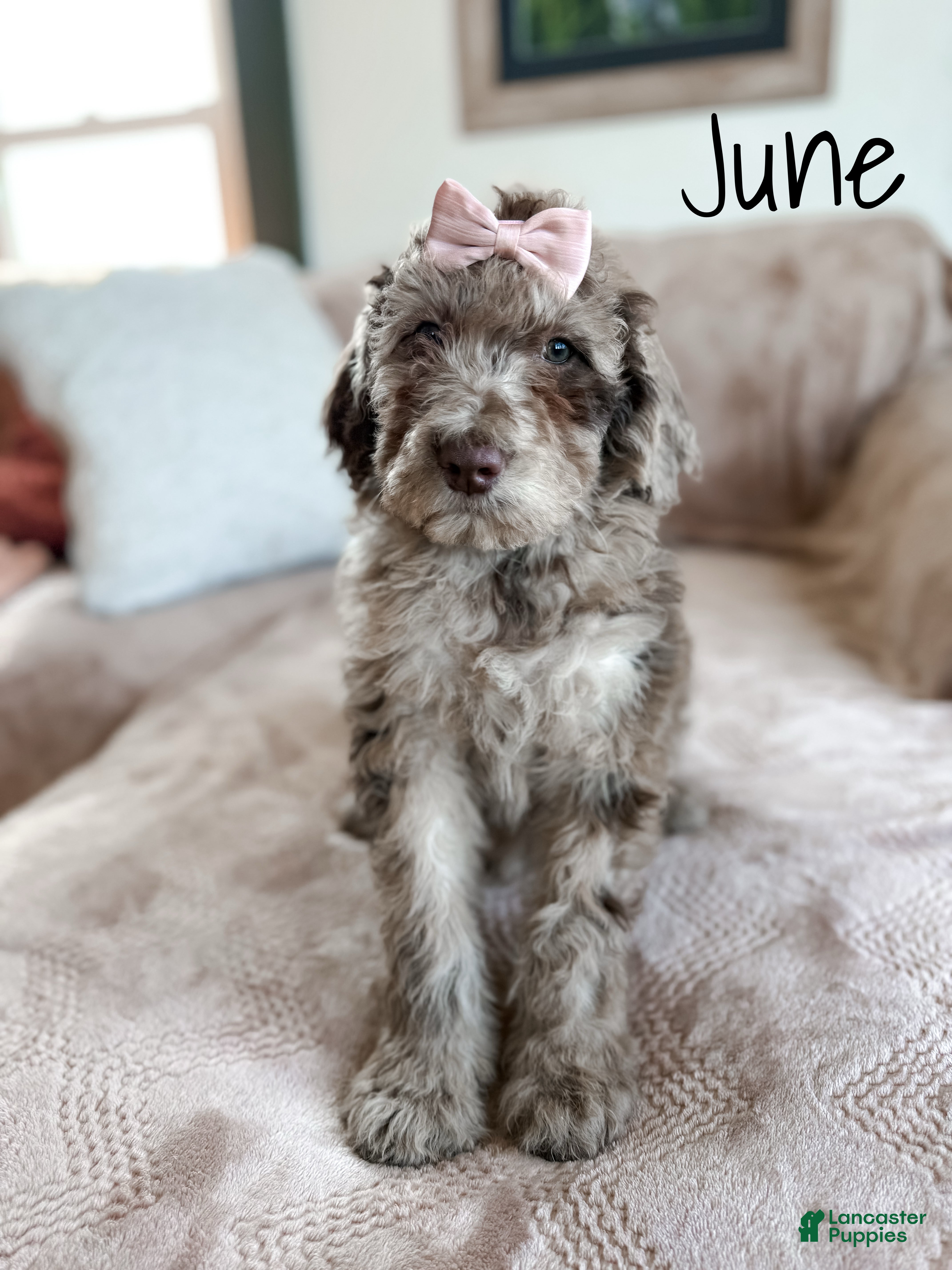 Aussiedoodle dogs June - Ad 22