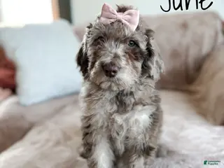 Aussiedoodle dogs June - Ad 24