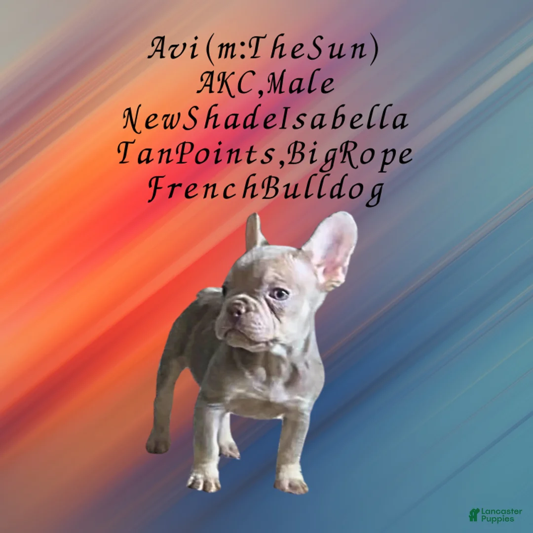French Bulldog dogs for sale: Avi (mng: Light) - Ad 10