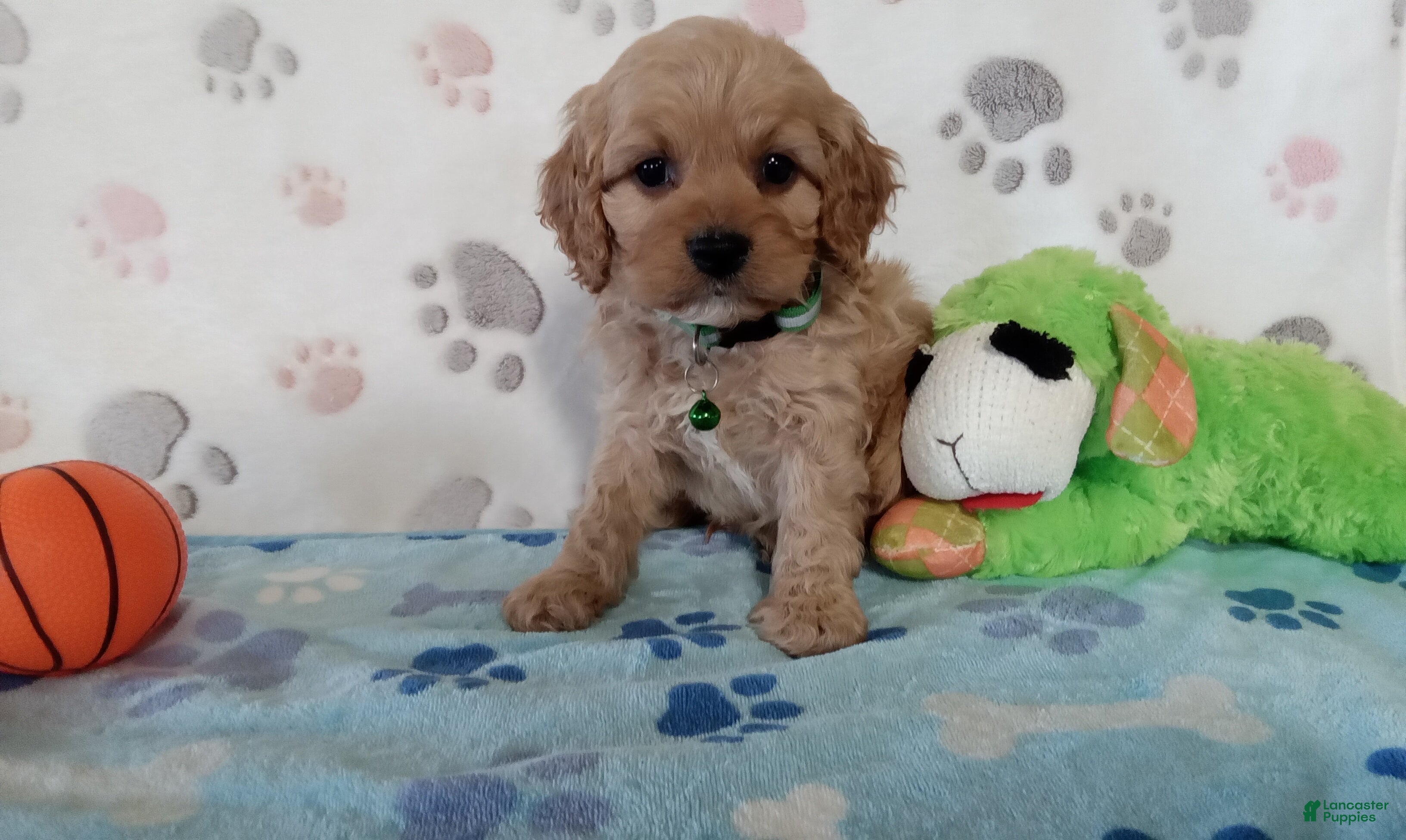 Cavapoo dogs for sale: Victor  - Ad 1
