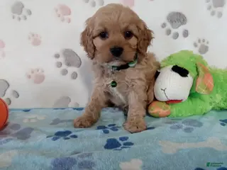 Cavapoo dogs for sale: Victor - Ad 1