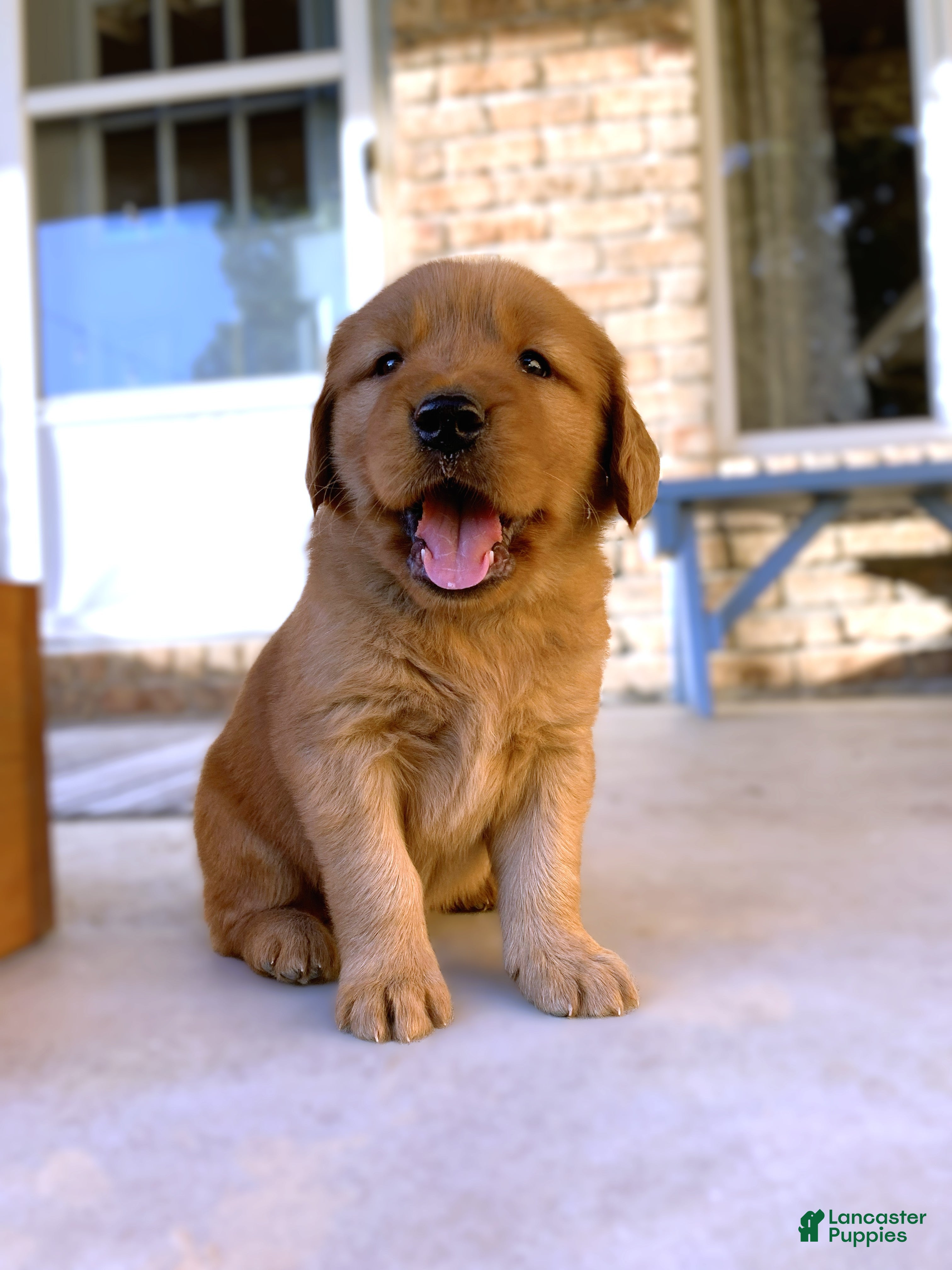 Golden Retriever dogs Rhea - Ad 1