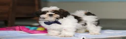 Shih Tzu dogs for sale: Elliot - Ad 5