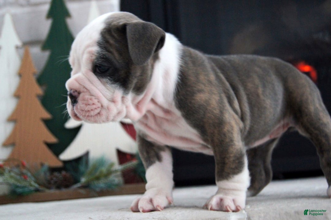 Olde English Bulldogge dogs for sale: Zoe - Ad 4