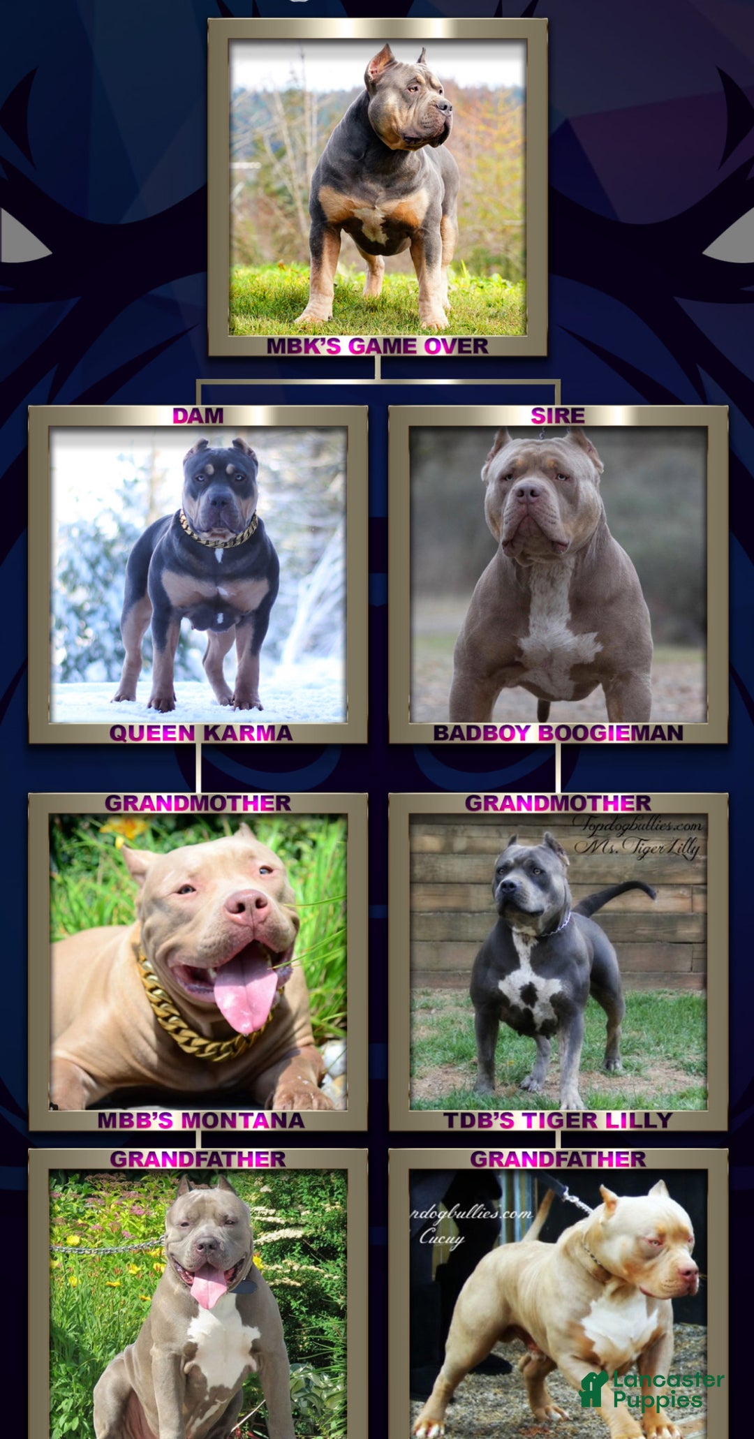 American Bully dogs for sale: Louis - Ad 19