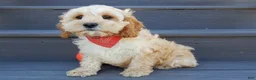Cockapoo dogs for sale: Shawn - Ad 5