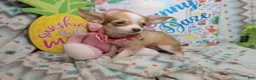 Chihuahua dogs for sale: Sammanta [Long-Haired T-Cup] - Ad 6