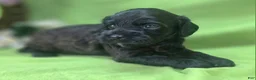 Cockapoo dogs for sale: Tinkerbell - Ad 24