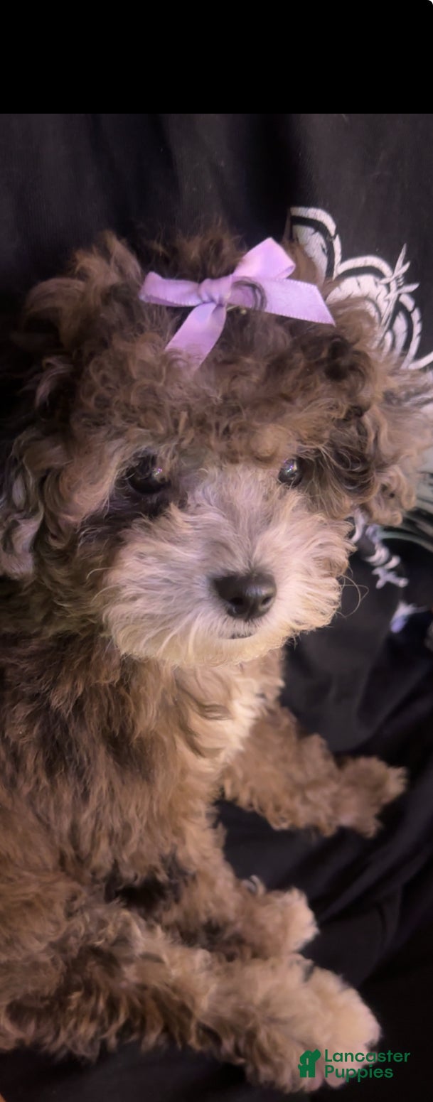 Miniature Poodle dogs Miniature Poodle 1 - Ad 12