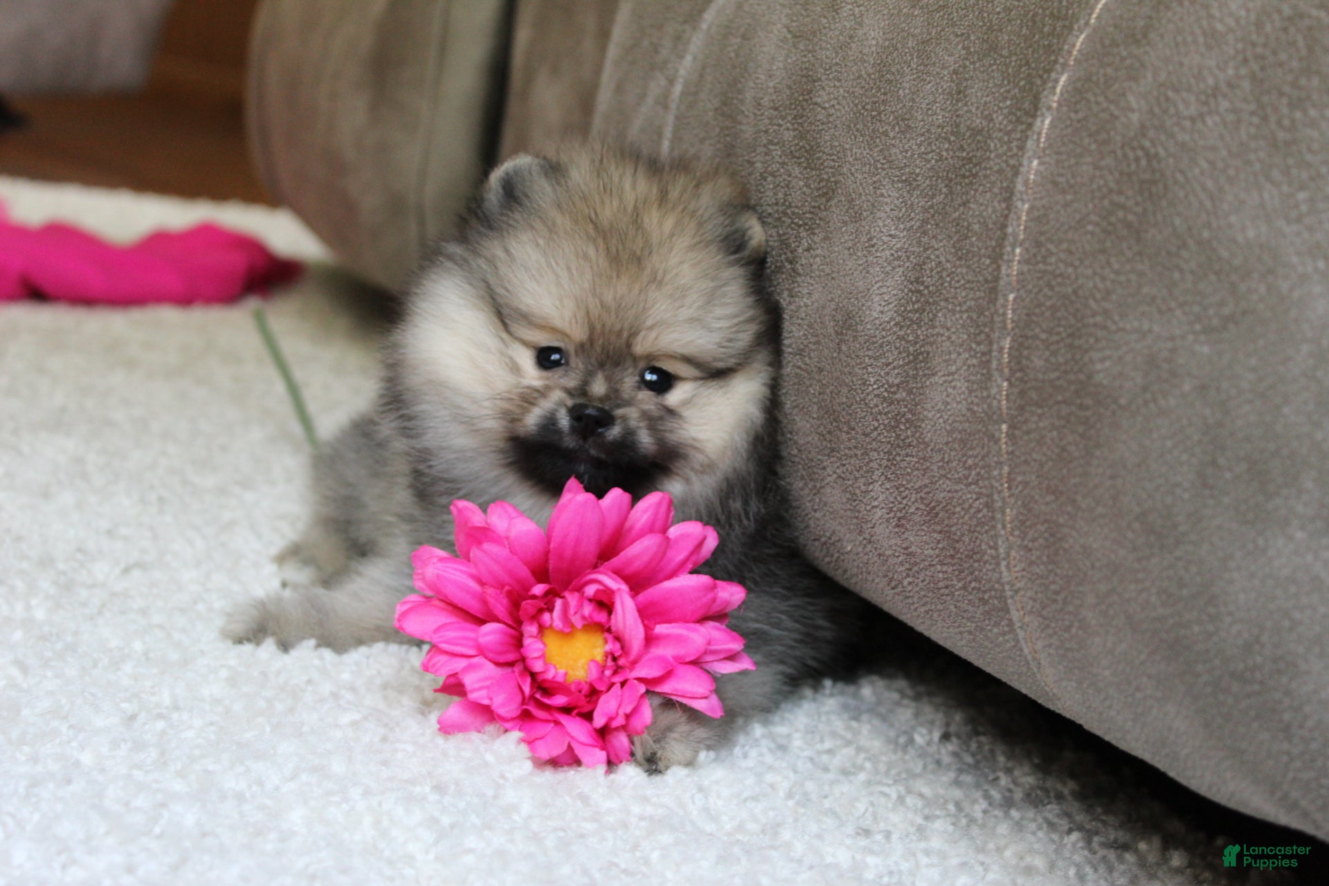 Pomeranian dogs Lola - Ad 2
