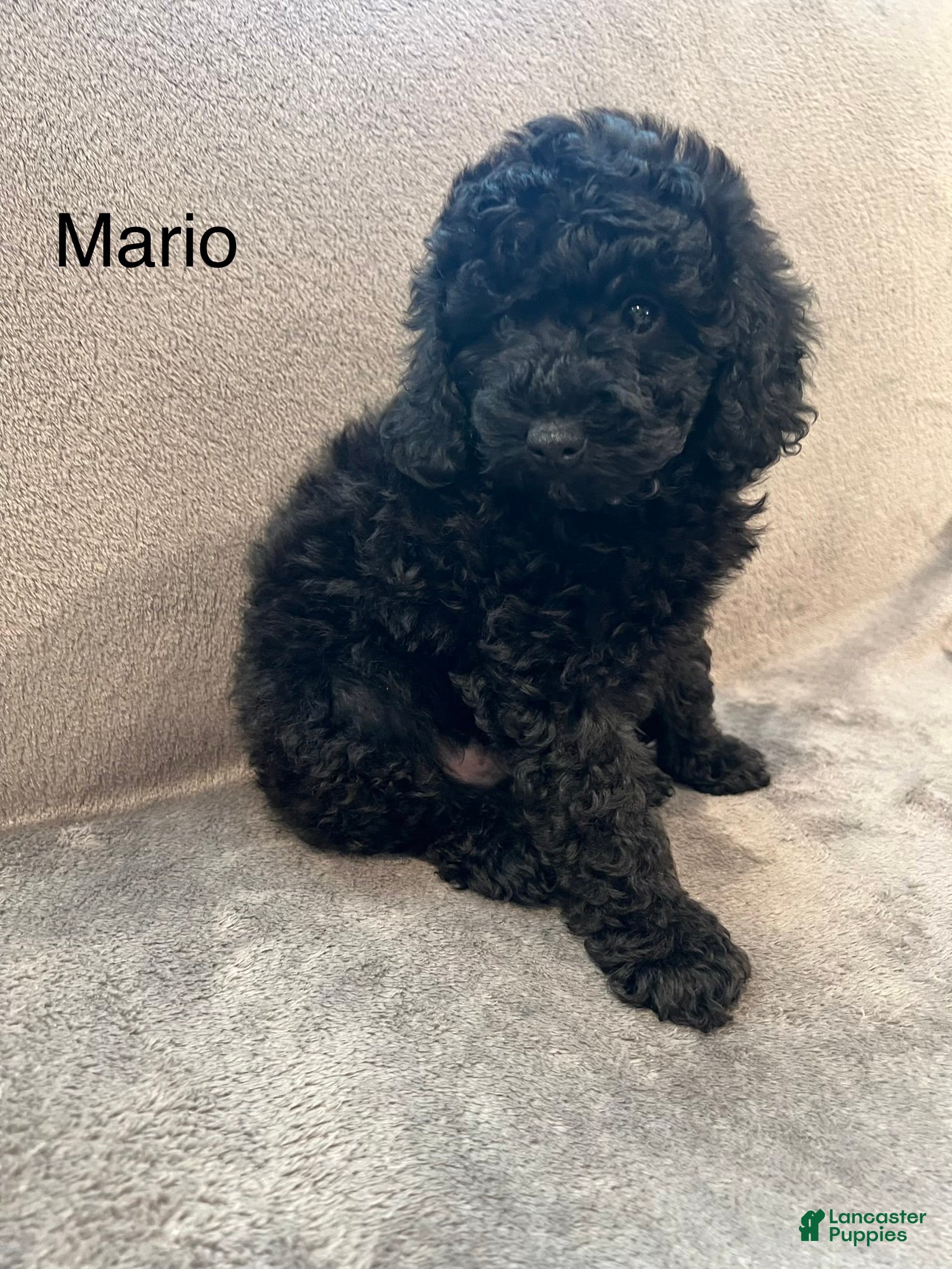 Miniature Poodle dogs Mario - Ad 2