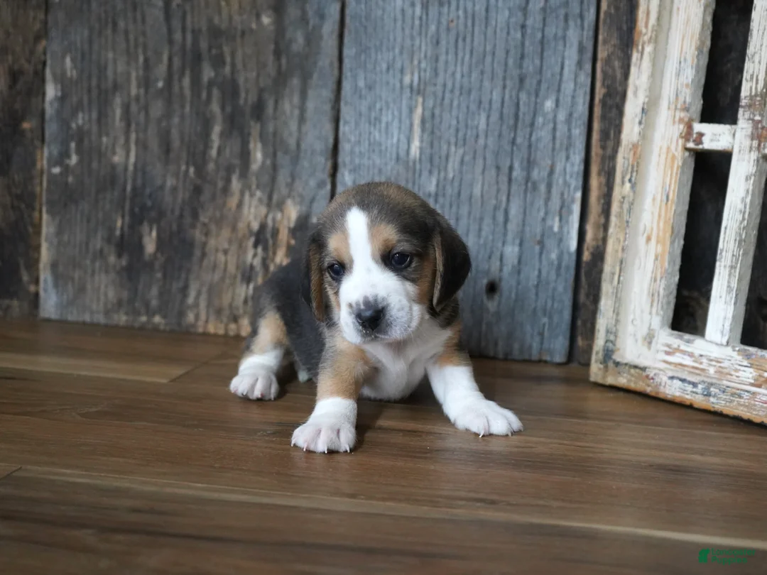 Beagle dogs for sale: Sampson - Ad 2
