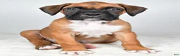 Boxer dogs for sale: Danny - Ad 5