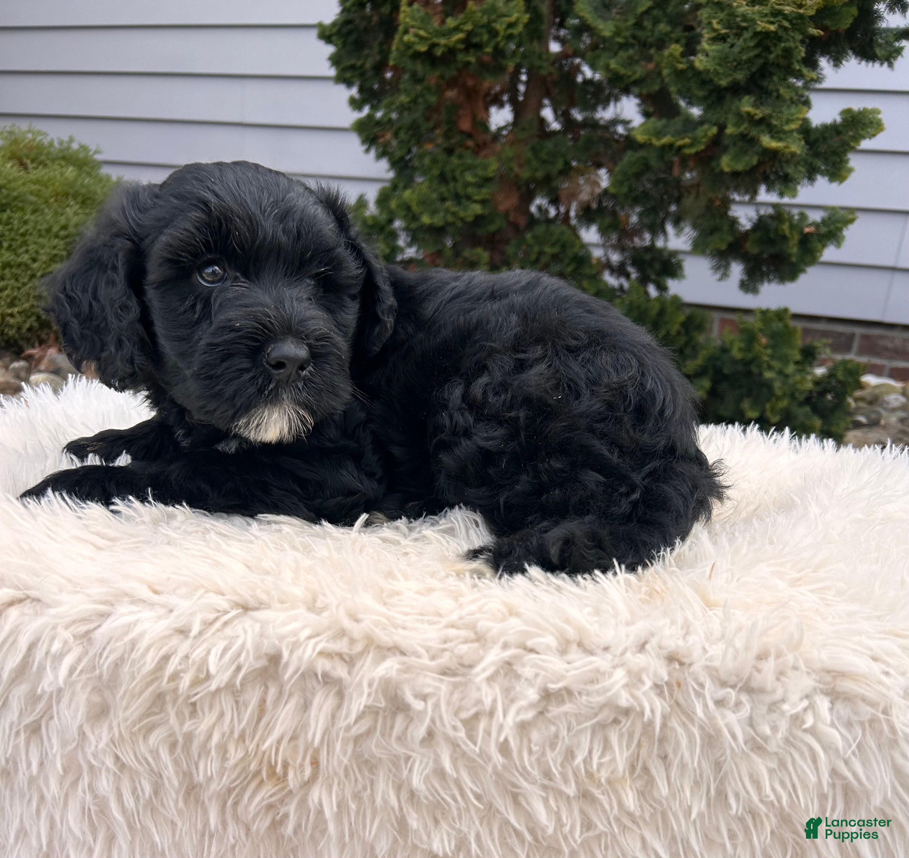 Portuguese Water Dog dogs Ace - Ad 2