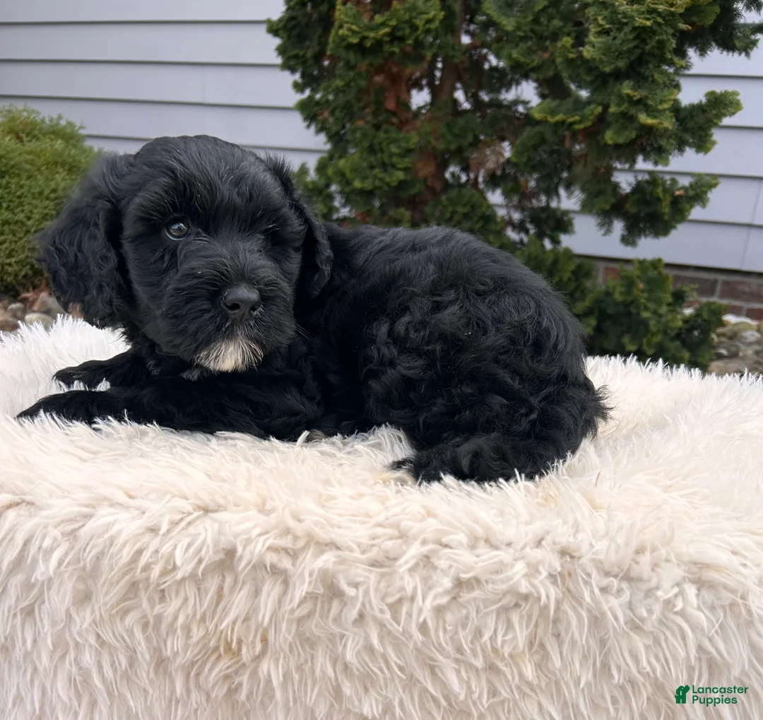 Portuguese Water Dog dogs for sale: Ace - Ad 2