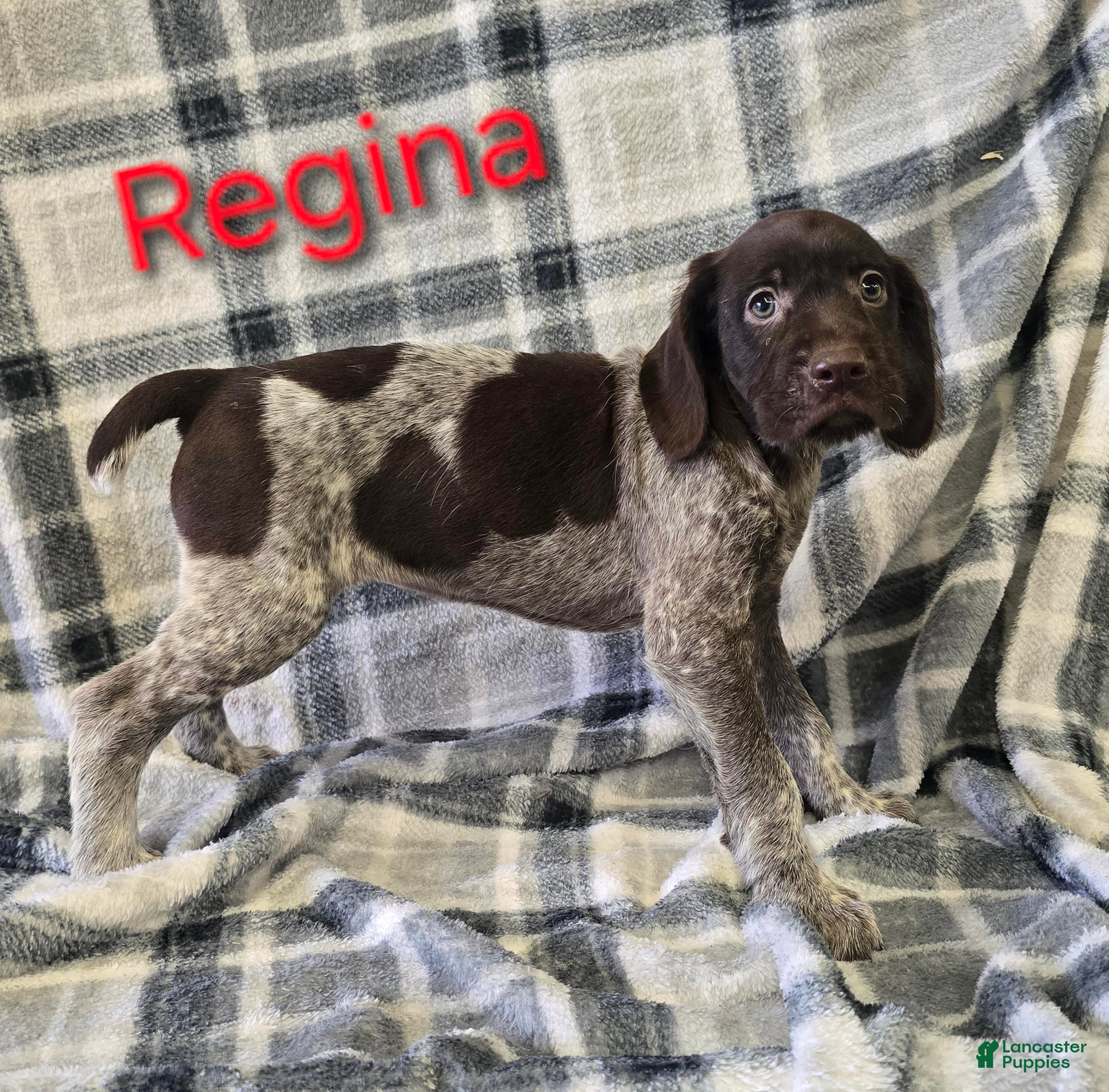 Mixed Breed dogs REAGAN - Ad 36