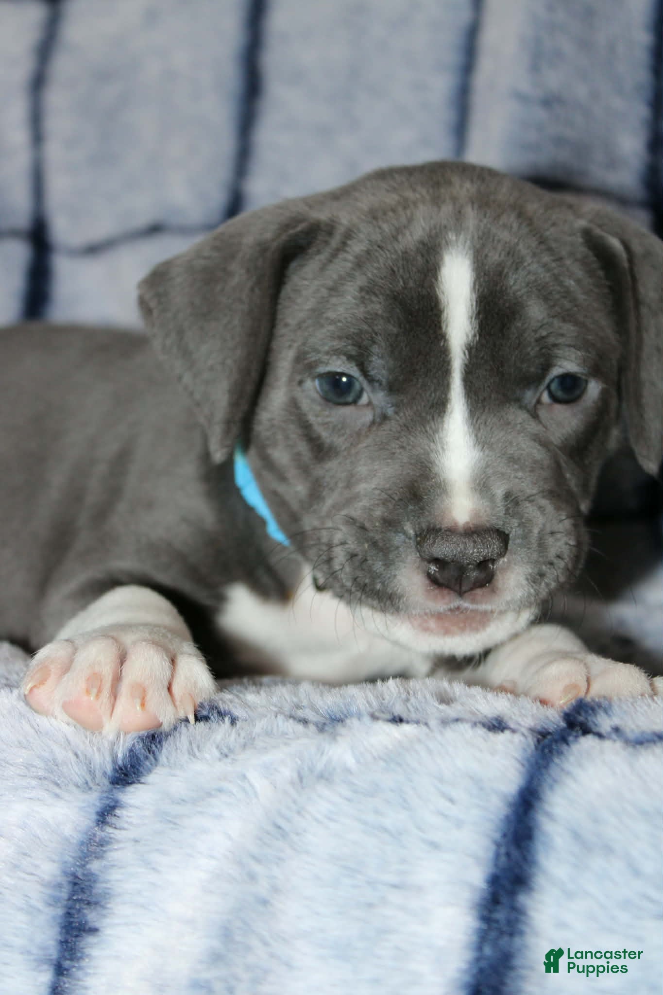 American Bully dogs Sub Zero - Ad 1