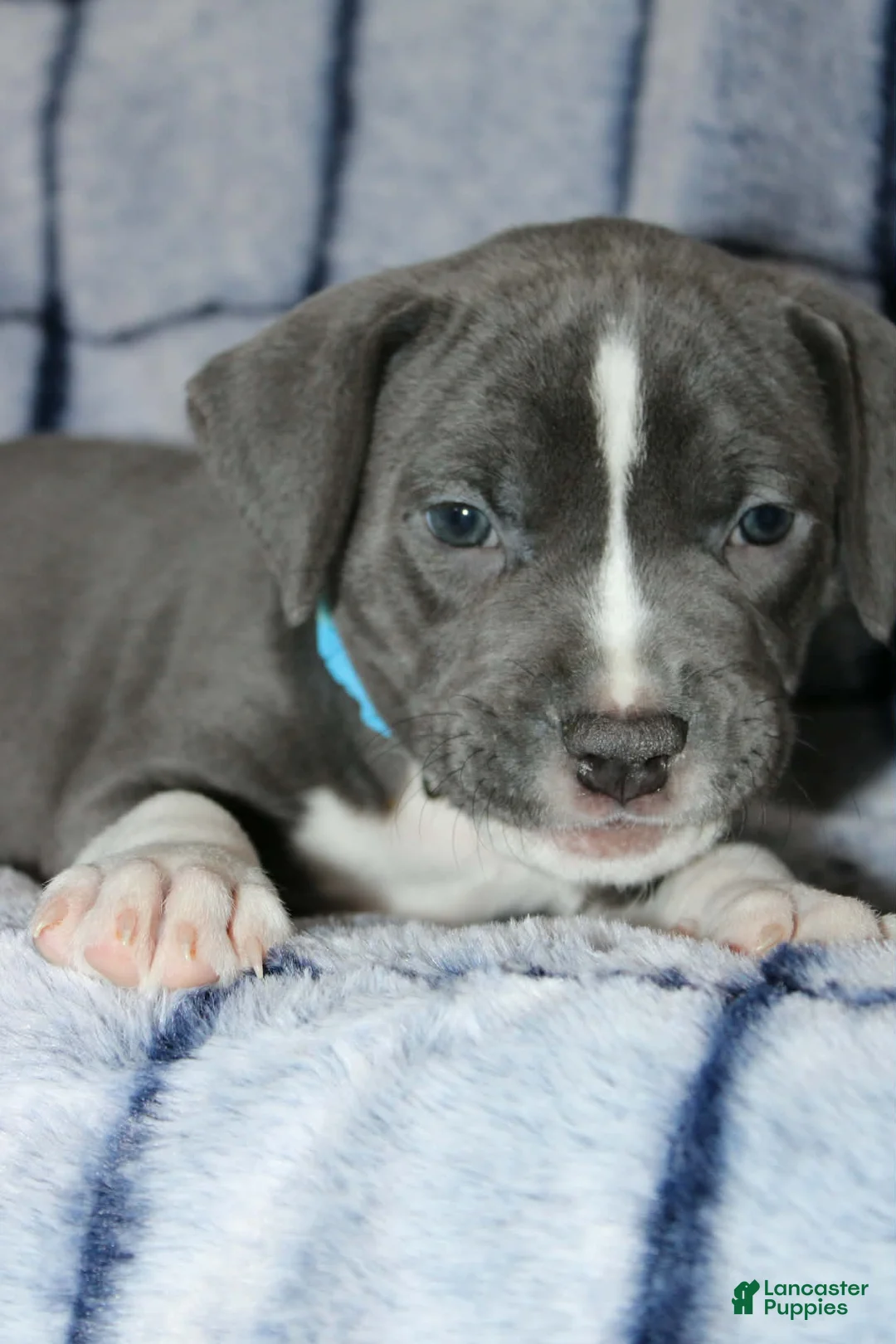 American Bully dogs for sale: Sub Zero - Ad 1