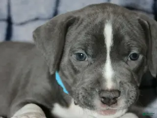 American Bully dogs for sale: Sub Zero - Ad 4