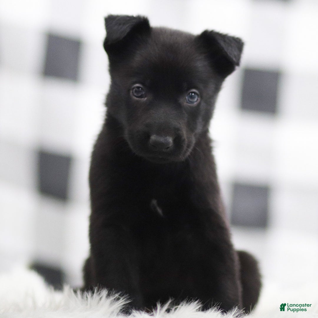 German Shepherd dogs for sale: Falcon - Ad 1