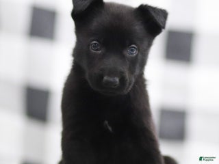 German Shepherd dogs Falcon - Ad 6