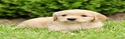 Miniature Golden Retriever dogs for sale: Trish  - Ad 3