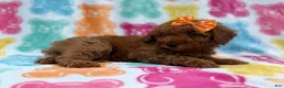 Cavapoo dogs for sale: Ansley - Ad 7