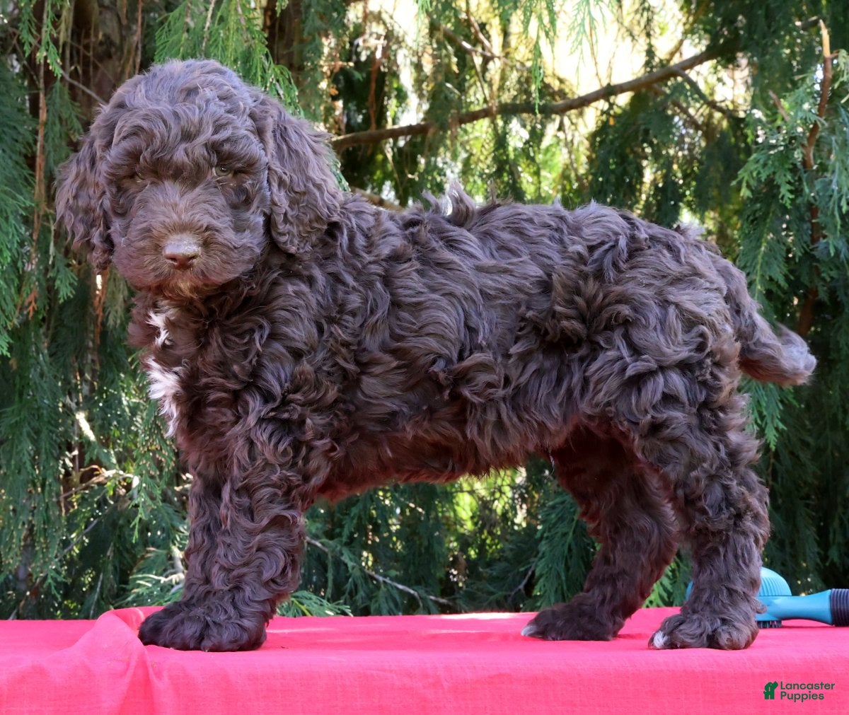 Newfypoo dogs Karl - Ad 1