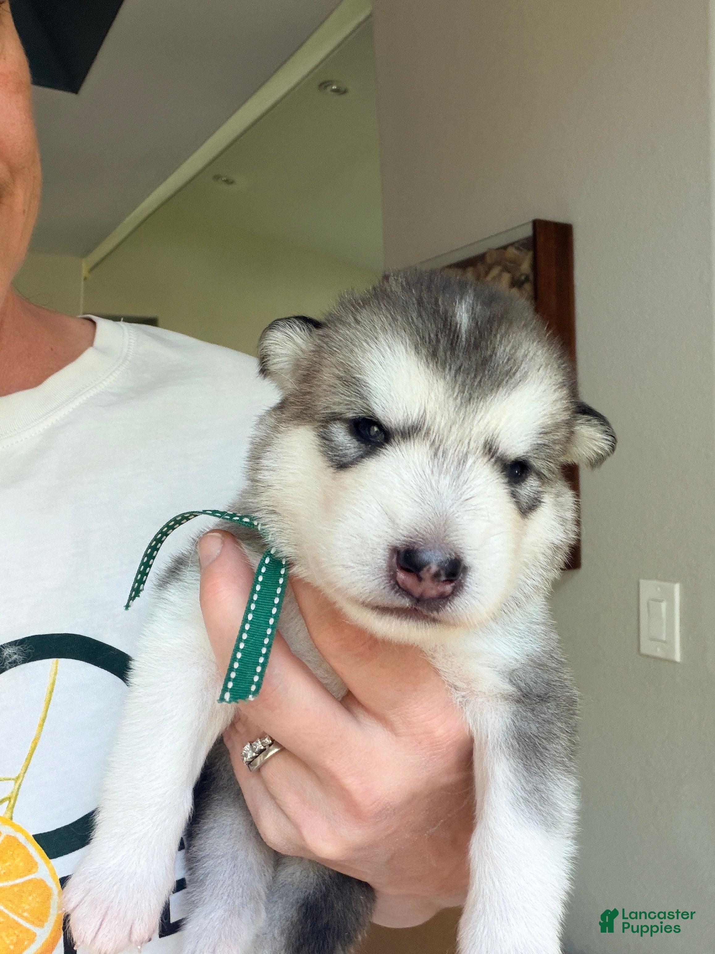 Mixed Breed dogs Mr Green - Ad 11