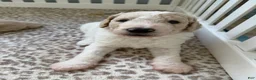 Goldendoodle dogs for sale: Chio  - Ad 5
