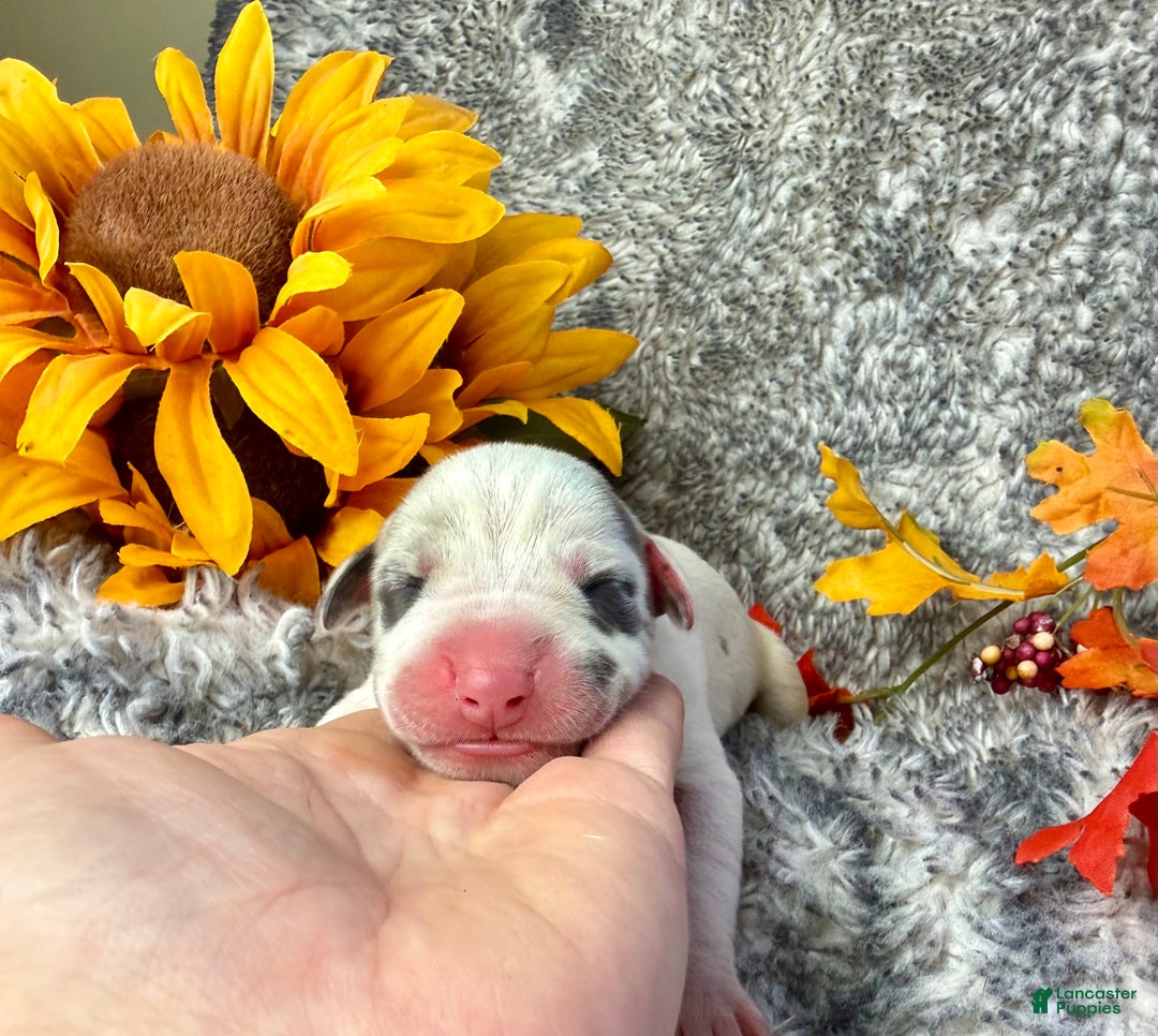 Great Dane dogs for sale: Draco Malfoy - Ad 8