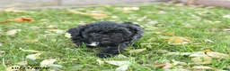 Miniature Poodle dogs for sale: Angel - Ad 4