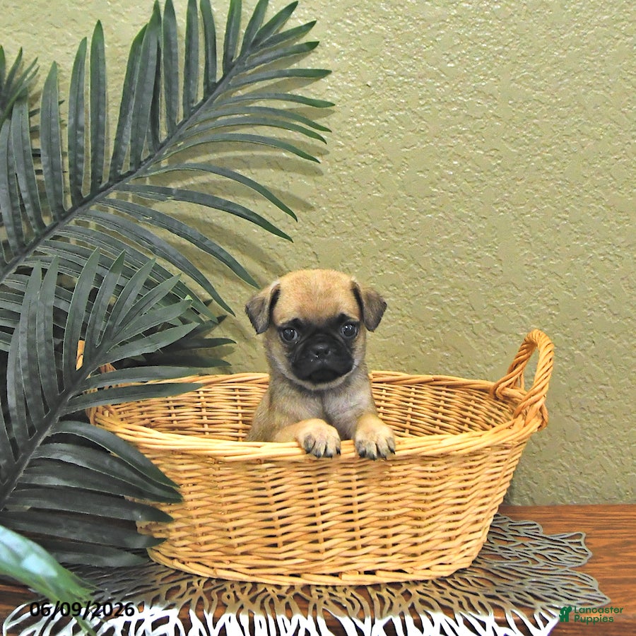 Mixed Breed dogs Champ  - Ad 1