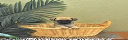 Mixed Breed dogs for sale: Champ  - Ad 1