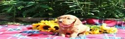 Mixed Breed dogs for sale: Posey - Irish Goldendoodle  - Ad 21