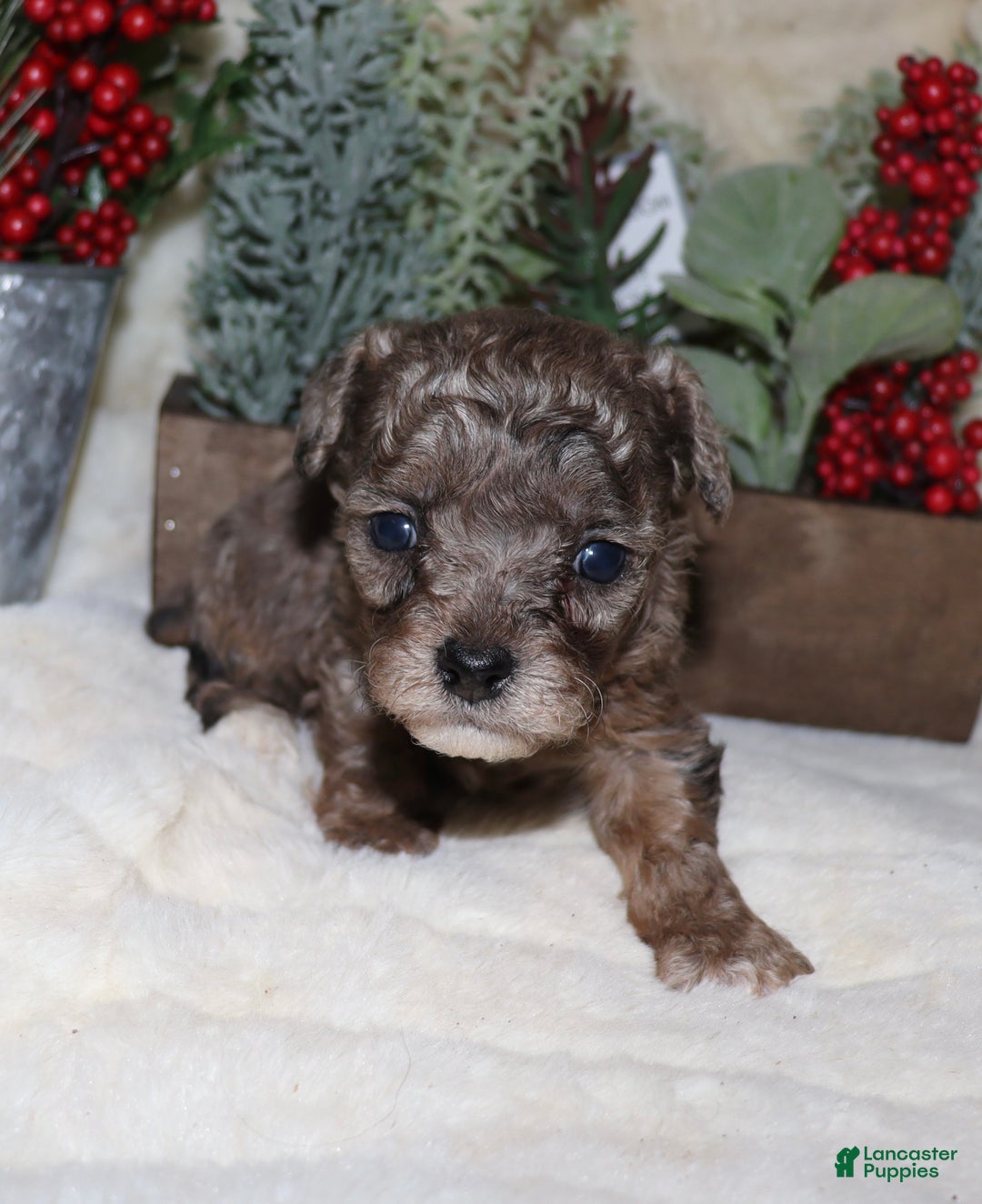 Toy Poodle dogs for sale: Marla- blue merle - Ad 8