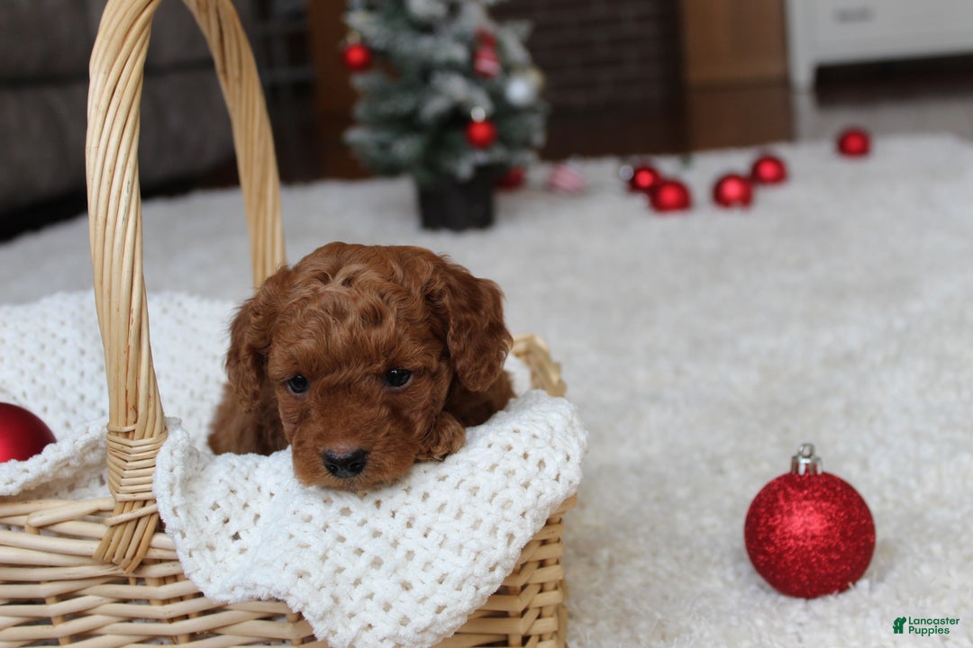 Cavapoochon dogs for sale: Molly - Ad 12