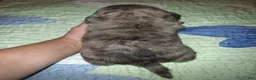 Pug dogs for sale: Thalia - Ad 5
