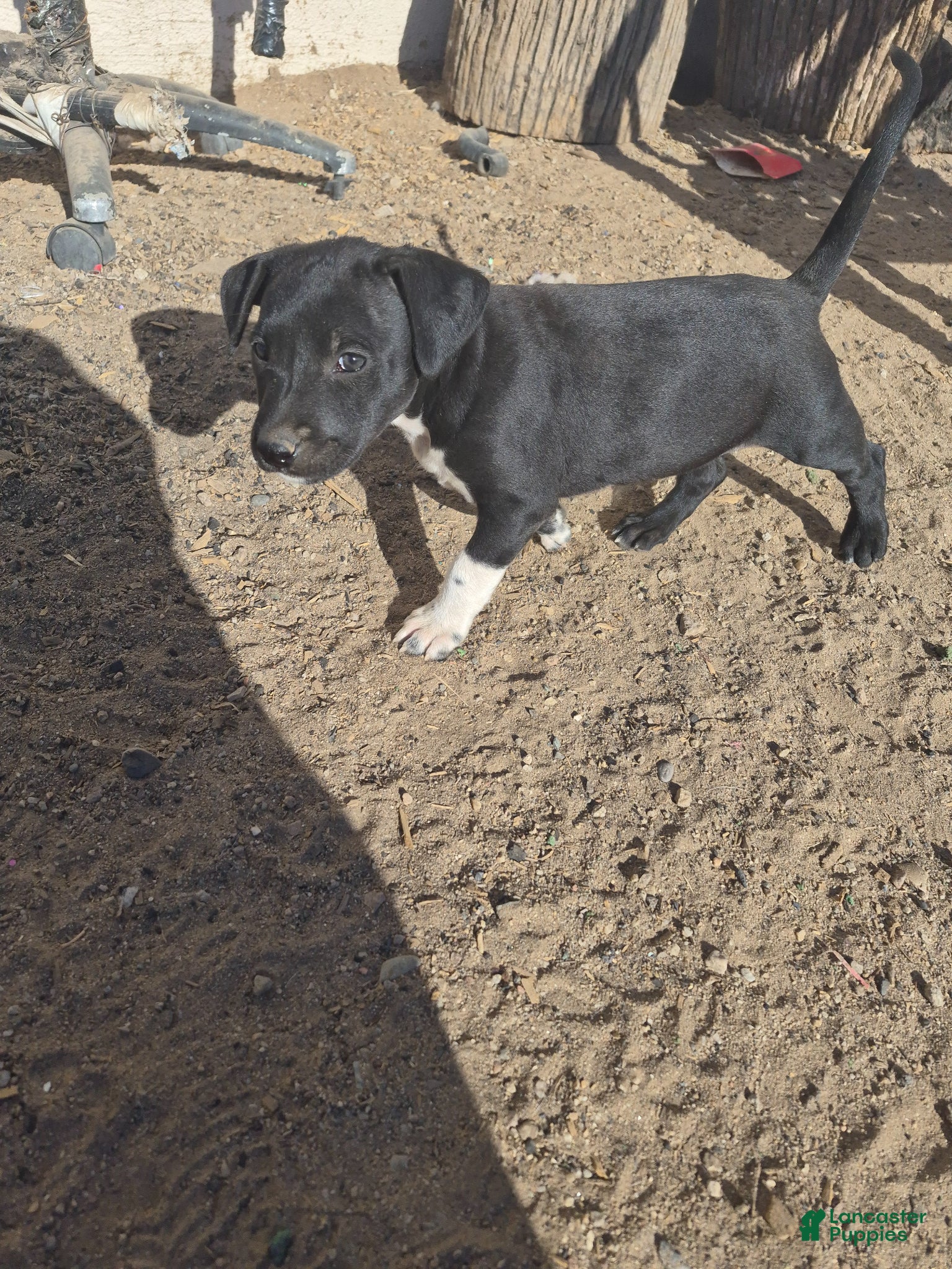 Mixed Breed dogs Mixed Breed Puppy 3 - Ad 26