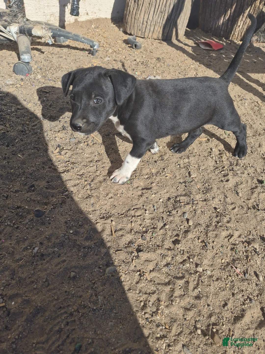 Mixed Breed dogs for sale: Mixed Breed Puppy 3 - Ad 1